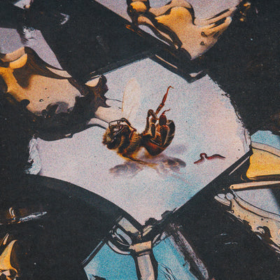 Stain The Canvas Drop "what are we now ‽" and Announce Upcoming Album Honey Rot